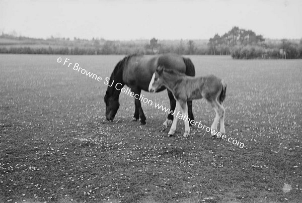 ON THE FARM THE MARE & FOAL